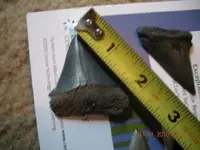 point and teeth 057.webp