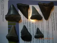 point and teeth 056.webp