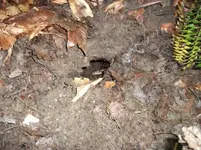 sink hole.webp