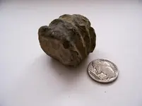 Fossil.webp