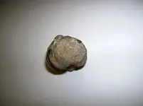 Fossil2.webp