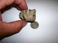 Fossil3.webp