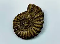 ammonite.webp