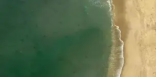 Sharks.webp