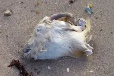 goat head lauderdale.webp