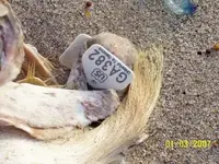 goat tag.webp