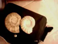 ammonite.webp