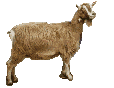 animated goat.gif