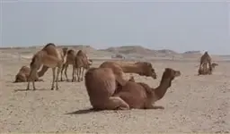 hump.webp