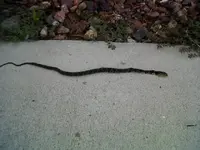 rattler.webp