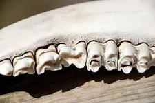 3957439064_84893921b3[1].webp
