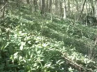 RAMPS.webp