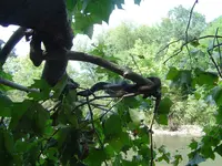 Along The River 011.webp
