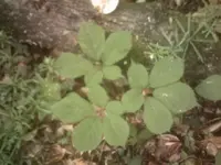 GINSENG.webp