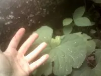 BLOODROOT.webp