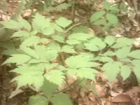 BLACKCOHOSH.webp