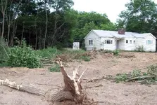 Old woods and stump holes.webp