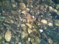 In-situ Clovis.webp