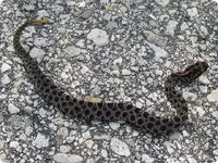 pygmyrattlesnake.webp