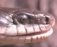 black rat head.webp