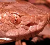 poisonous snake head.webp