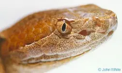 Snake eyes.webp