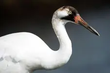 crane 1.webp