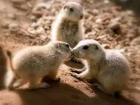best_kisses_gophers_sfw.webp