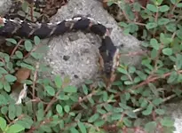 snake3.webp