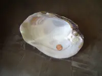Mussel shells 002.webp