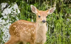 Fawn.webp