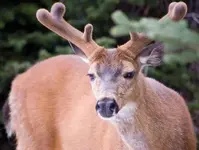 Buck.webp