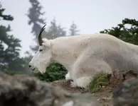 Mtn Goat.webp