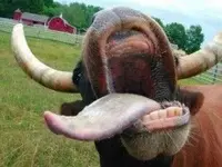 cow-teeth-300x225.webp