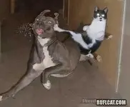 dogkick.webp