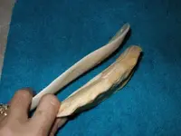 shells 004.webp