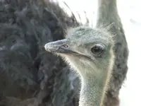 DSCF3449.webp