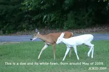 White Fawn 2.webp