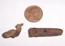 detector finds 003.webp