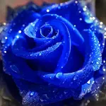 3309227505_160aa74b5e.webp
