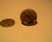 acorn2.webp