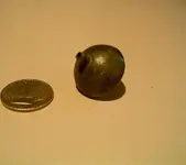 acorn3.webp