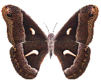 Animated Gif Insects (82).gif