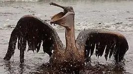 pelican dying in oil.webp