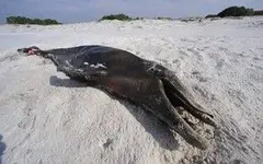 dead_dolphin_.webp