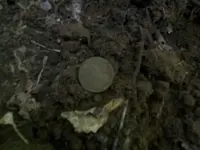 JULY 23RD  CELLAR HOLE WITH RON 001 [].webp