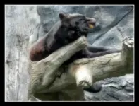l_b49e269649694a5c812a744e0e2ca4ec.webp