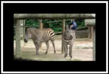l_61493930564d488a8de7a6e0cd7dcd89.webp