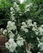 Philadelphusdouble.webp