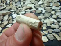 bone 001.webp